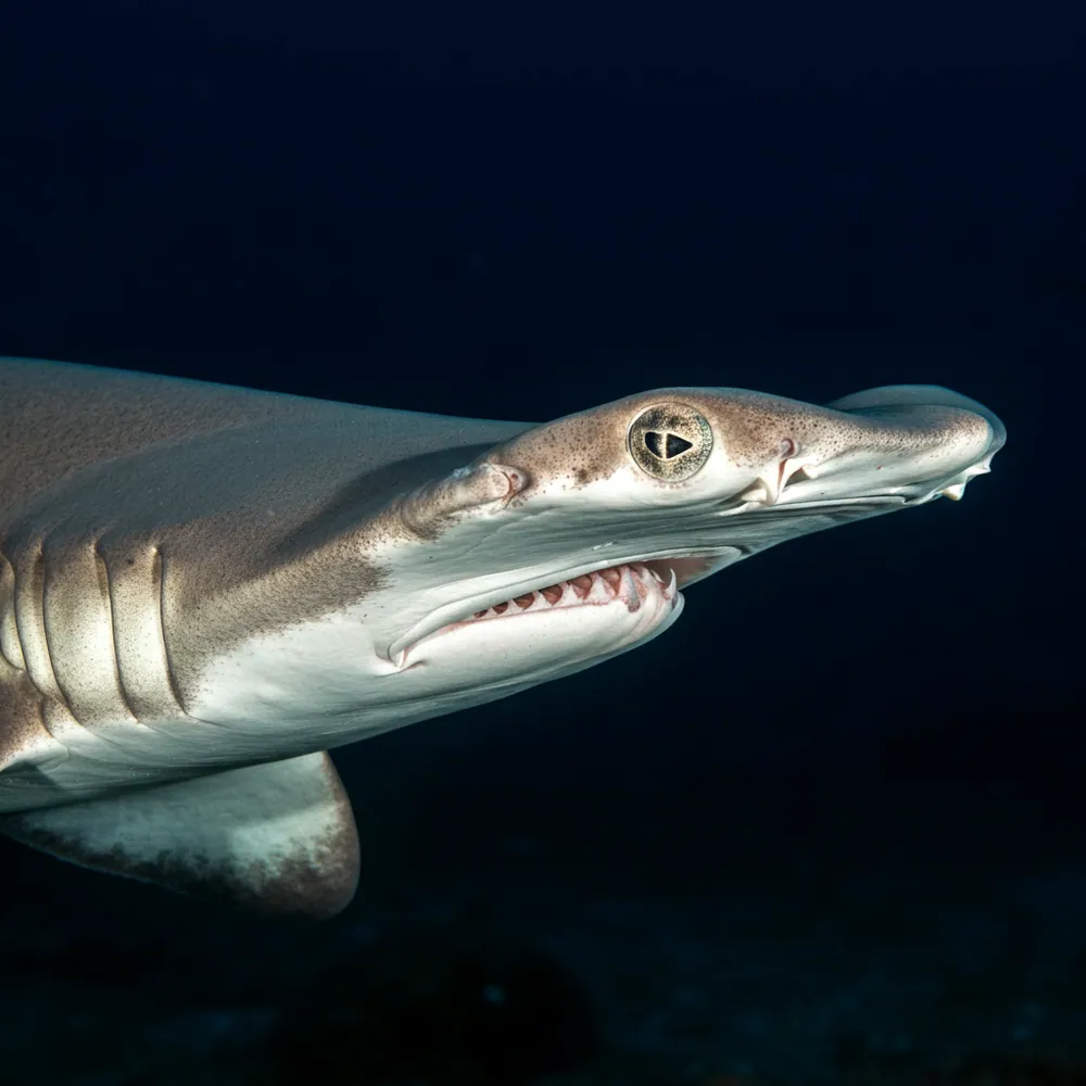 Winghead Shark