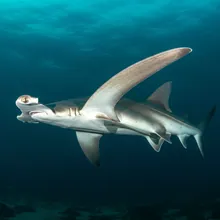 Winghead Shark, Female