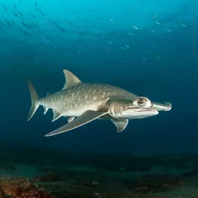 Winghead Shark, Male