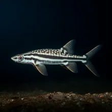 Winghead Shark, Young