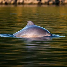 Yangtze Finless Porpoise, Female