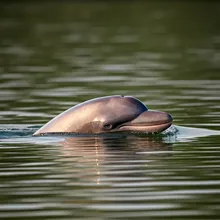 Yangtze Finless Porpoise, Young