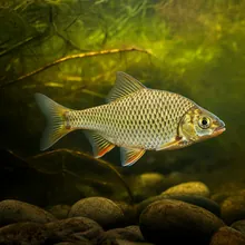 Yarkon Bream, Female
