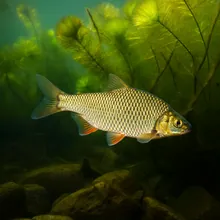 Yarkon Bream, Male