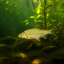 Yarkon Bream, Young