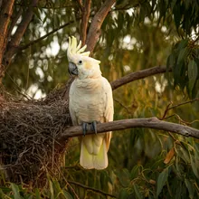 Yellow-crested Cockatoo, Young