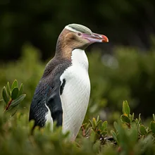 Yellow-eyed Penguin, Female