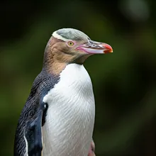 Yellow-eyed Penguin, Male