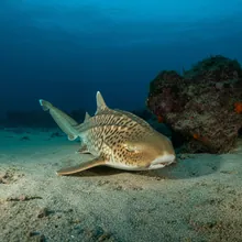 Zebra Shark, Female