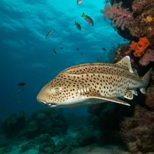Zebra Shark, Male