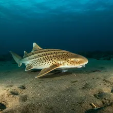 Zebra Shark, Young