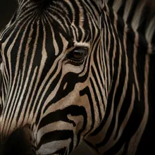 Zebra, Close up