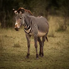 Zebra, Female