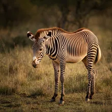 Zebra, Young
